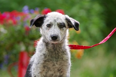 Maggie, Mischling Welpen - Hündin