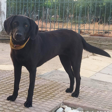 Magia / Reserviert, Mischling - Hündin