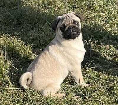 Magie, Mops - Hündin