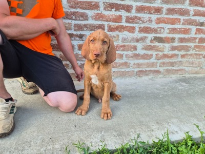 Magyar Vizsla Drahthaar - Welpen, Magyar Vizsla Welpen - Rüde