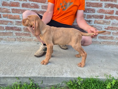 Magyar Vizsla Drahthaar - Welpen, Magyar Vizsla Welpen - Rüde