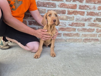 Magyar Vizsla Drahthaar - Welpen, Magyar Vizsla Welpen - Rüde