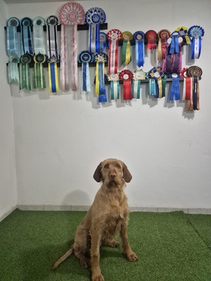 Magyar Vizsla Drahthaar - Welpen, Magyar Vizsla Welpen - Rüde