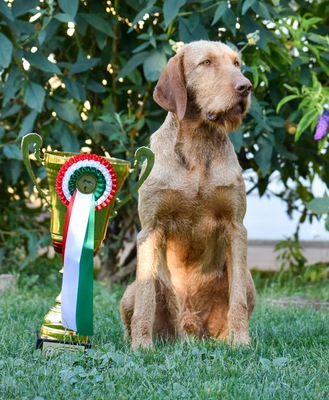 Magyar Vizsla Drahthaar - Welpen, Magyar Vizsla Welpen - Rüde