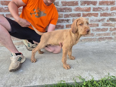 Magyar Vizsla Drahthaar - Welpen, Magyar Vizsla Welpen - Rüde