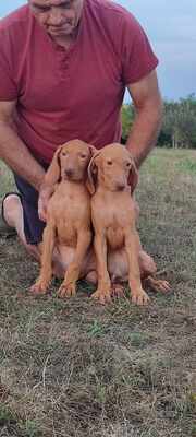 Magyar Vizsla/Magyar Vizsla Welpen - Rüde