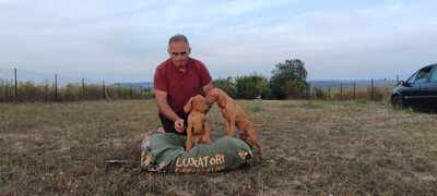 Magyar Vizsla/Magyar Vizsla Welpen - Rüde