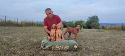 Magyar Vizsla/Magyar Vizsla Welpen - Rüde