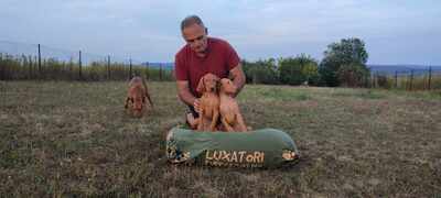 Magyar Vizsla/Magyar Vizsla Welpen - Rüde