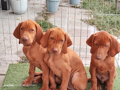Magyar Vizsla/Magyar Vizsla Welpen - Rüde