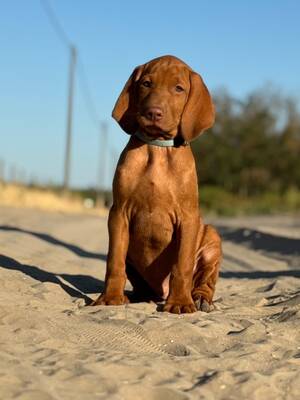 Magyar Vizsla/Magyar Vizsla Welpen - Rüde