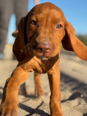 Magyar Vizsla/Magyar Vizsla Welpen - Rüde