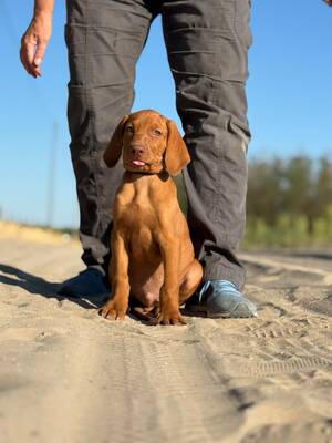 Magyar Vizsla/Magyar Vizsla Welpen - Rüde
