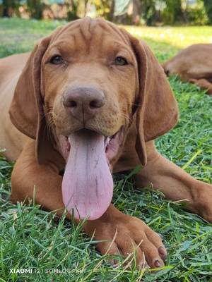 Magyar Vizsla/Magyar Vizsla Welpen - Rüde