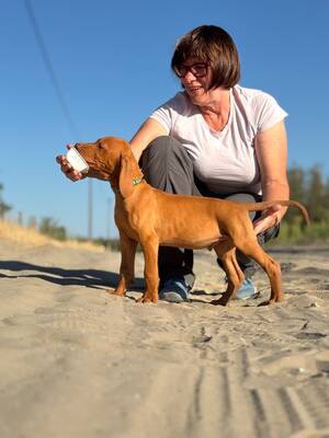 Magyar Vizsla/Magyar Vizsla Welpen - Rüde