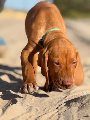 Magyar Vizsla/Magyar Vizsla Welpen - Rüde