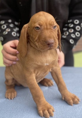 Magyar Vizsla - Welpe (Hündin), Magyar Vizsla Welpen - Hündin