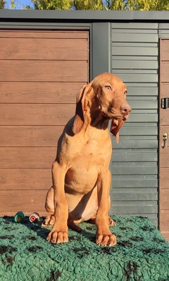 Magyar Vizsla Welpen - Hündin