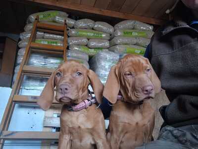 Magyar Vizsla Welpen - Hündin