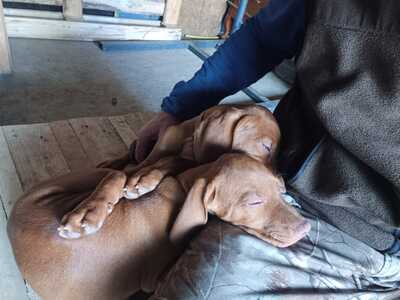 Magyar Vizsla Welpen - Hündin