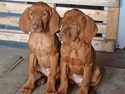 Magyar Vizsla Welpen - Hündin