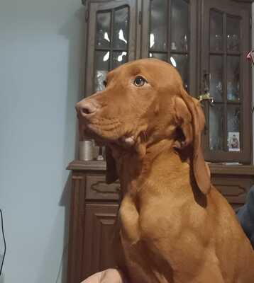 Magyar Vizsla Welpen - Hündin