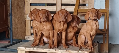 Magyar Vizsla Welpen - Hündin