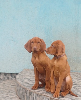 Magyar Vizsla Welpen - Hündin