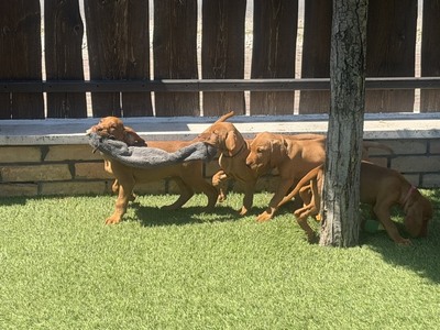 Magyar Vizsla Welpen - Hündin
