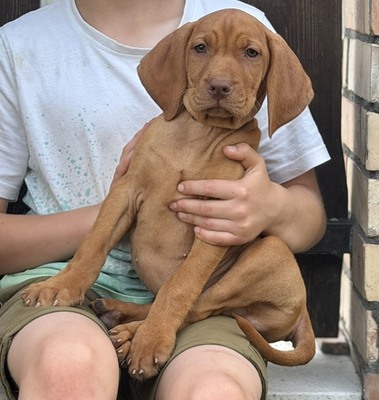 Magyar Vizsla Welpen - Hündin
