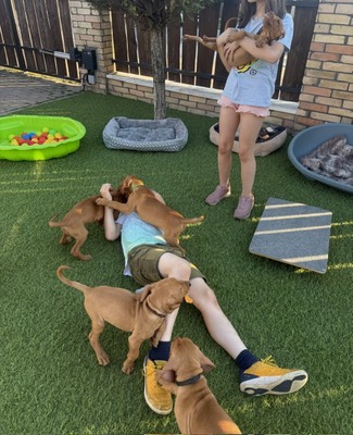 Magyar Vizsla Welpen - Hündin