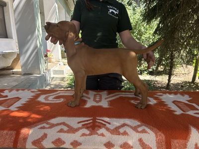 Magyar Vizsla Welpen - Hündin