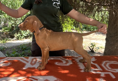 Magyar Vizsla Welpen - Hündin