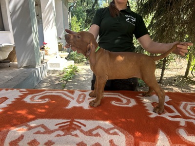 Magyar Vizsla Welpen - Hündin
