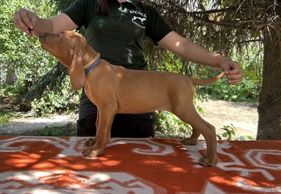 Magyar Vizsla Welpen - Hündin