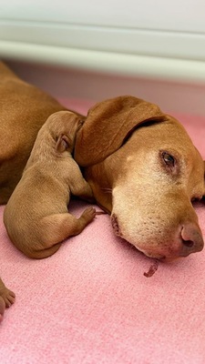 Magyar Vizsla - Welpen, Magyar Vizsla Welpen - Hündin