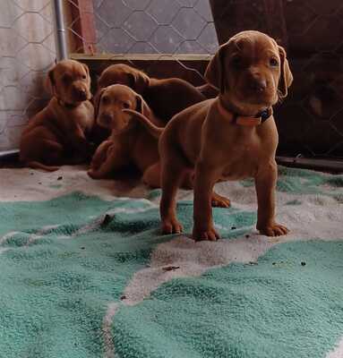 Magyar Vizsla - Welpen, Magyar Vizsla Welpen - Rüde