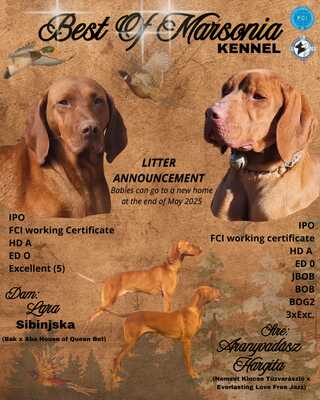 Magyar Vizsla - Welpen, Magyar Vizsla Welpen - Rüde