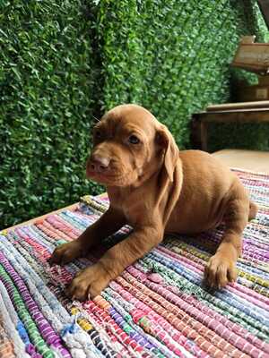 Magyar Vizsla - Welpen, Magyar Vizsla Welpen - Rüde