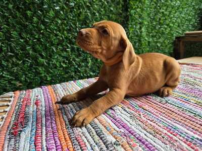 Magyar Vizsla - Welpen, Magyar Vizsla Welpen - Rüde