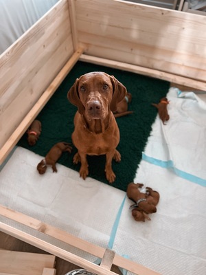 Magyar Vizsla - Welpen, Magyar Vizsla Welpen - Rüde
