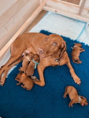 Magyar Vizsla - Welpen, Magyar Vizsla Welpen - Rüde
