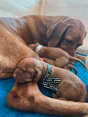 Magyar Vizsla - Welpen, Magyar Vizsla Welpen - Rüde