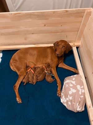 Magyar Vizsla - Welpen, Magyar Vizsla Welpen - Rüde