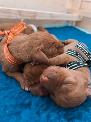 Magyar Vizsla - Welpen, Magyar Vizsla Welpen - Rüde