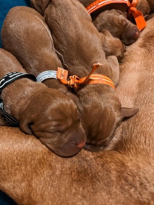 Magyar Vizsla - Welpen, Magyar Vizsla Welpen - Rüde