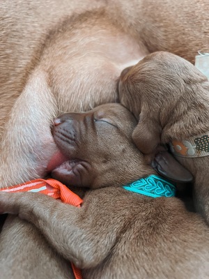 Magyar Vizsla - Welpen, Magyar Vizsla Welpen - Rüde