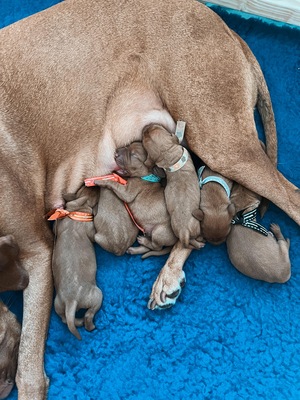 Magyar Vizsla - Welpen, Magyar Vizsla Welpen - Rüde