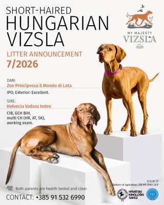 Magyar Vizsla - Welpen