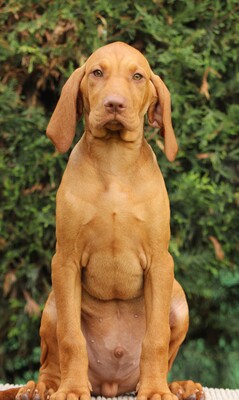 Magyar Vizsla Welpen - Rüde 1